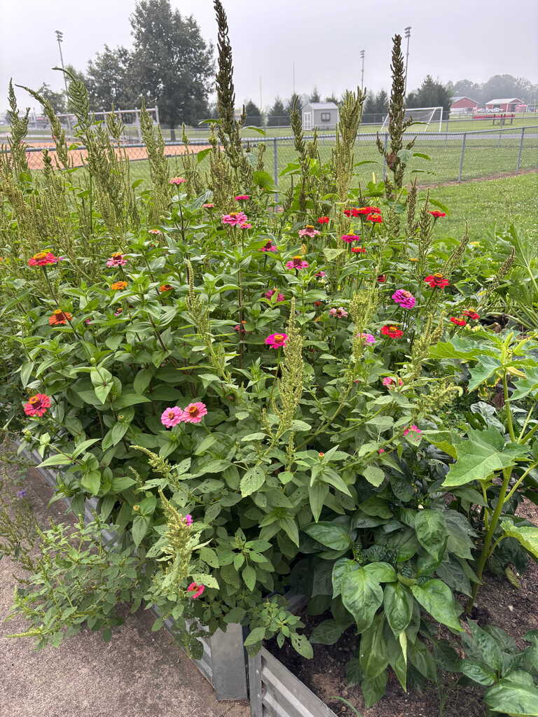 Zinnias