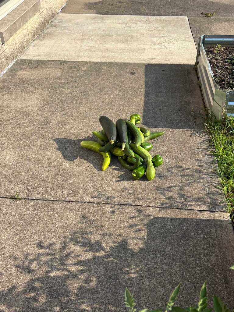 Cucumbers