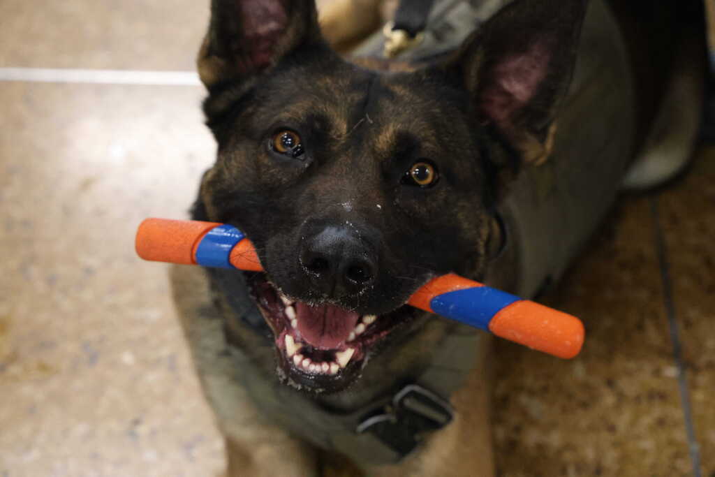 K9 Gacki