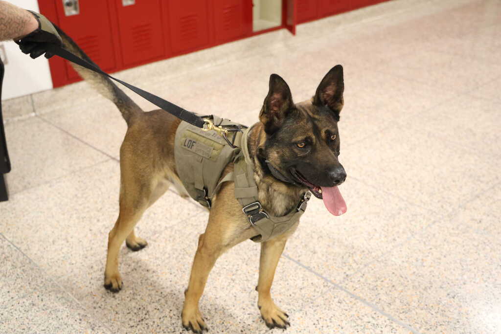 K9 Gacki