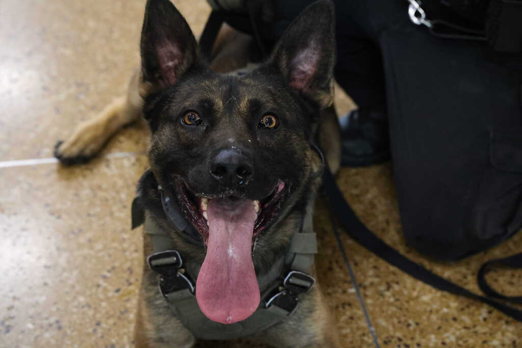 K9 Gacki