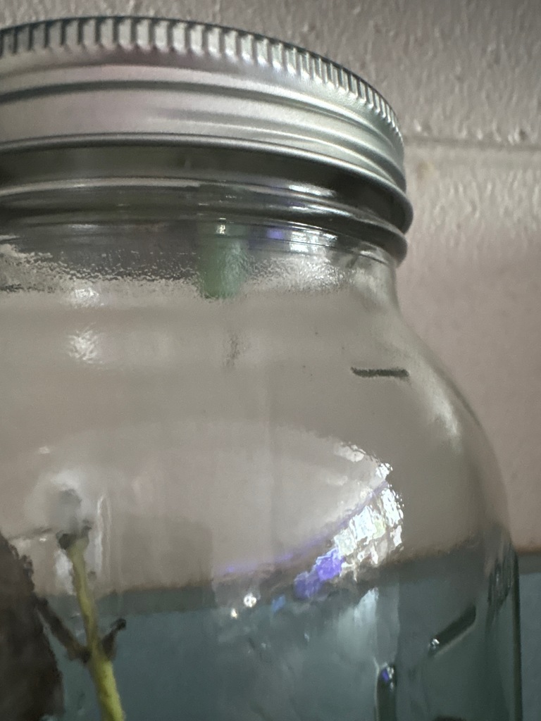 Chrysalis in glass jar