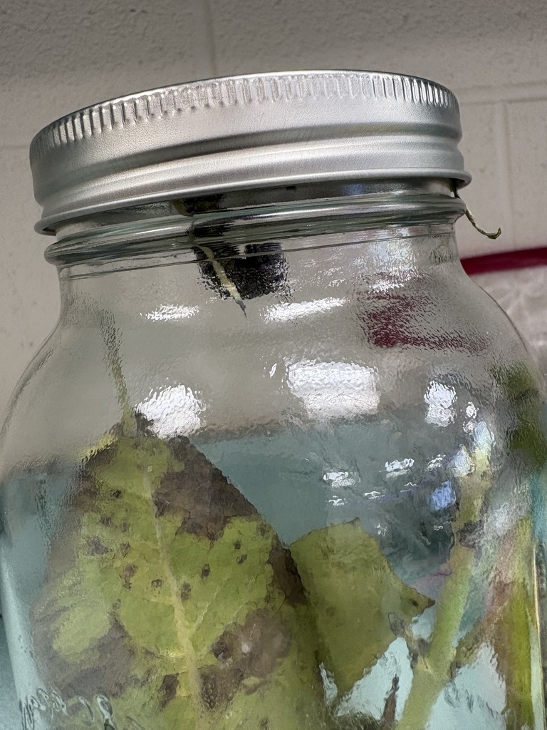 Caterpillar in glass jar