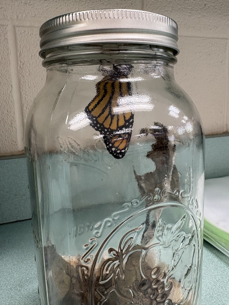 Butterfly in jar
