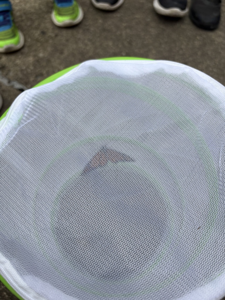 Monarch butterfly in net basket