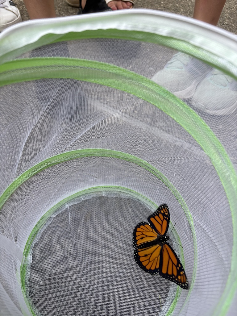 Monarch butterfly in net basket