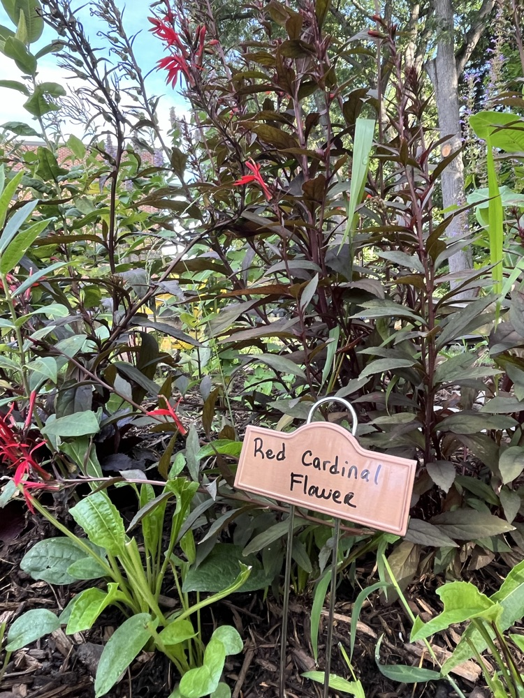 plants