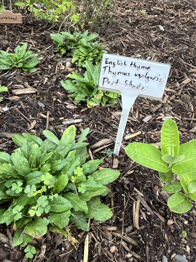 herbs