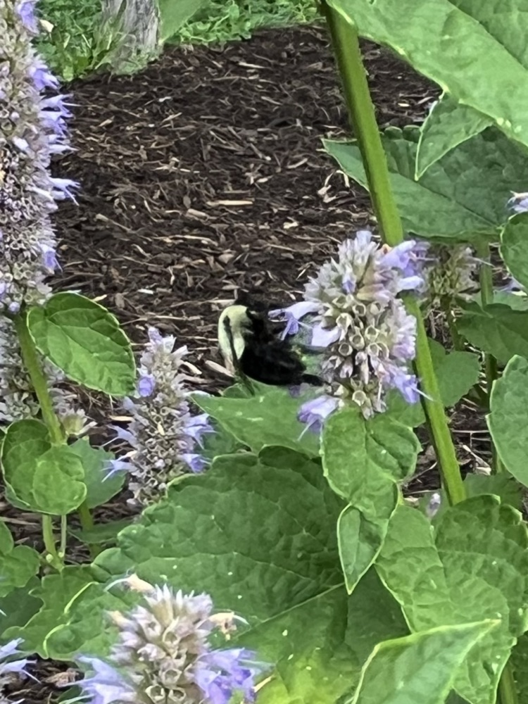bees