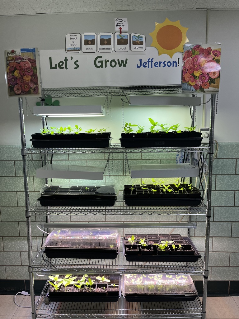 Our seedlings are growing indoors.