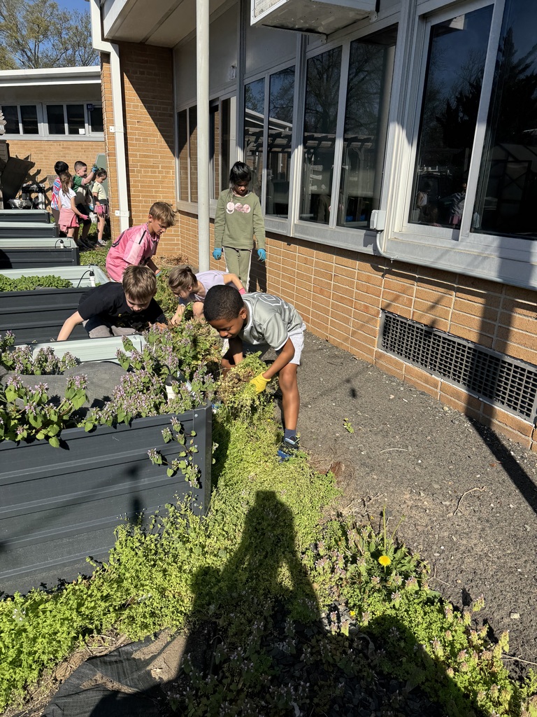 Students are busy weeding.