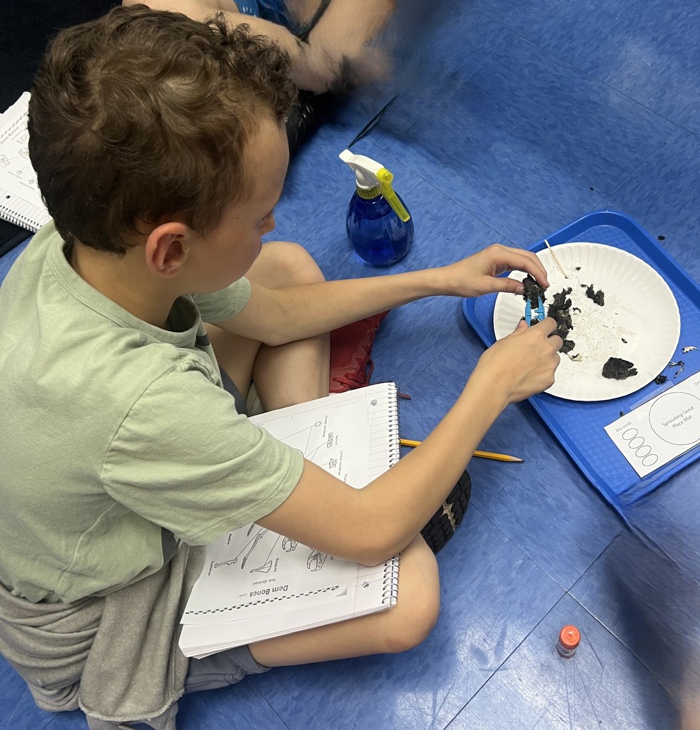 student conducting an owl pellet dissection