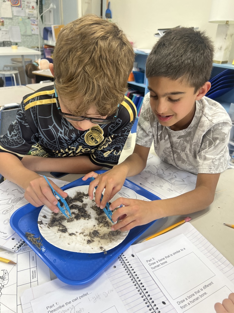 students conducting an owl pellet dissection