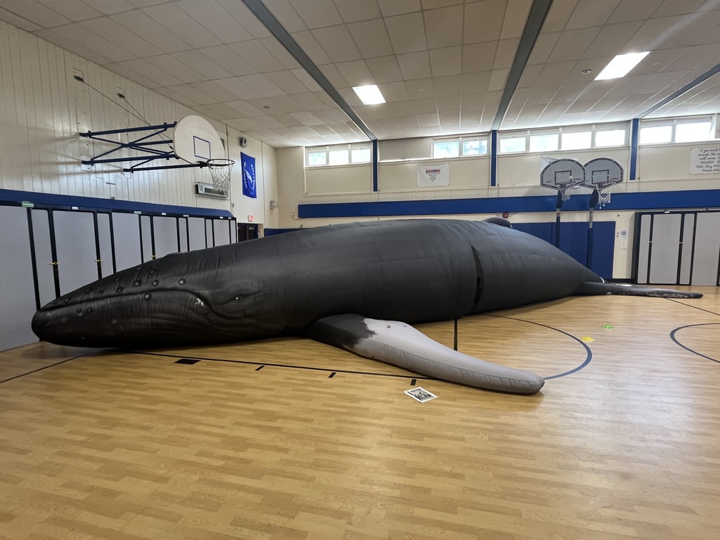Massive size of a nile humpback whale in our gym