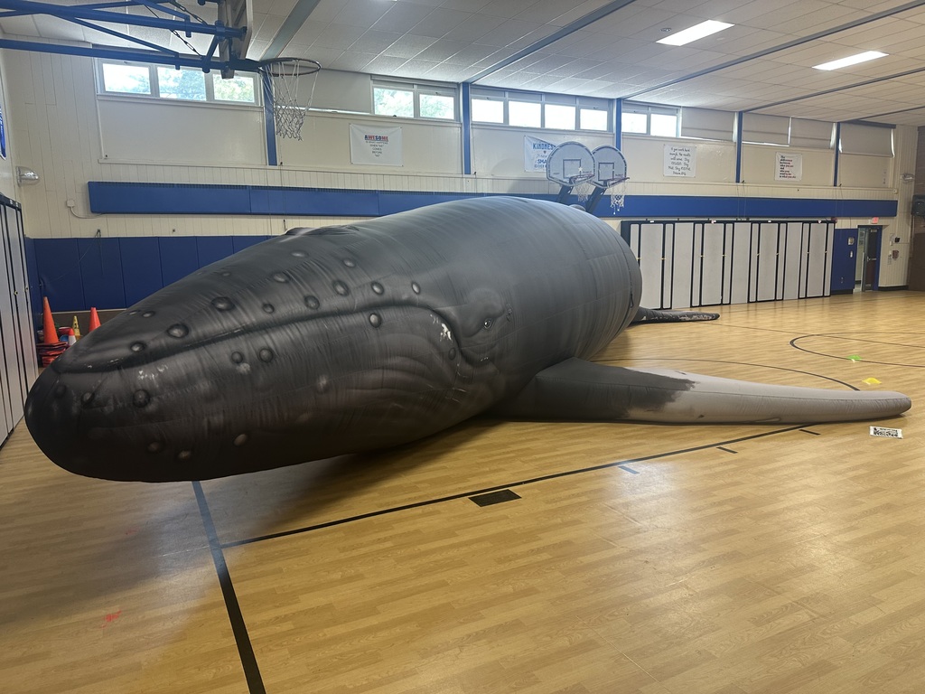 Massive size of a nile humpback whale in our gym