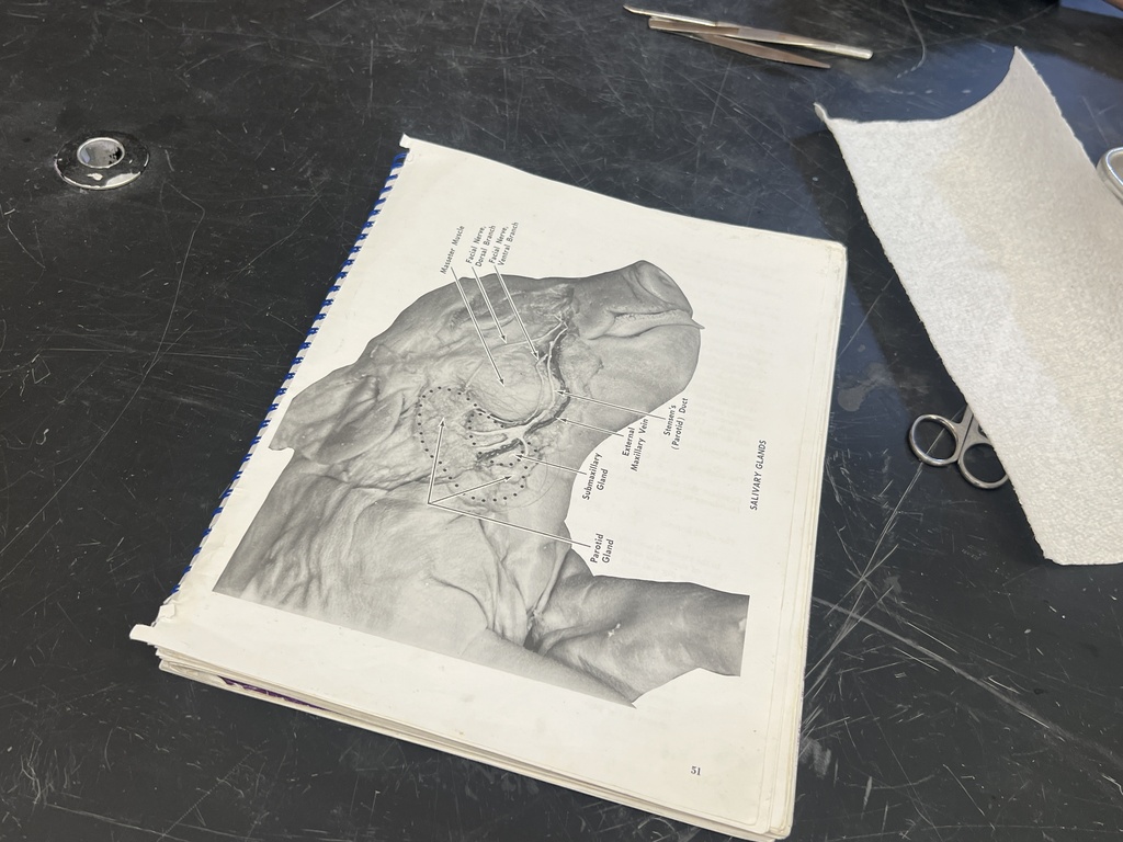 Pig Dissection 