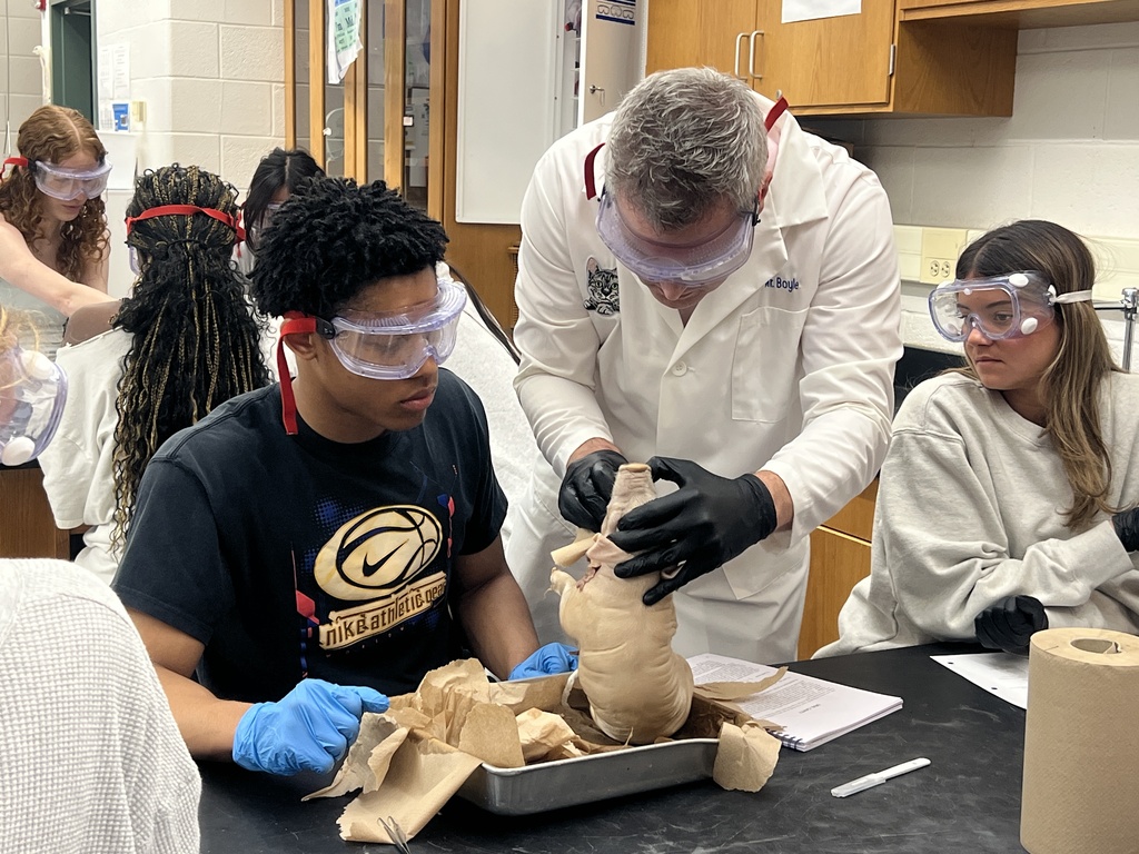 Pig Dissection 