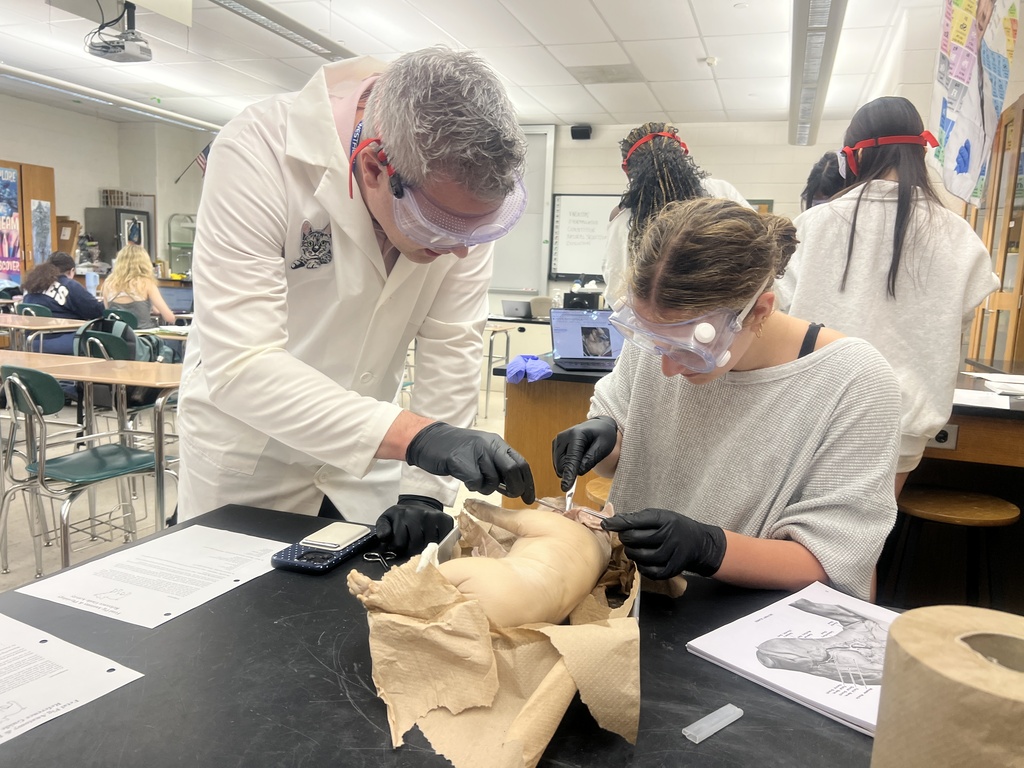 Pig Dissection 