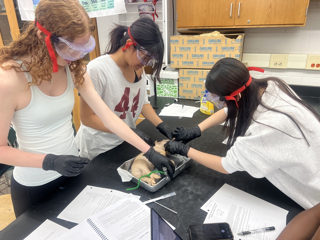 Pig Dissection 