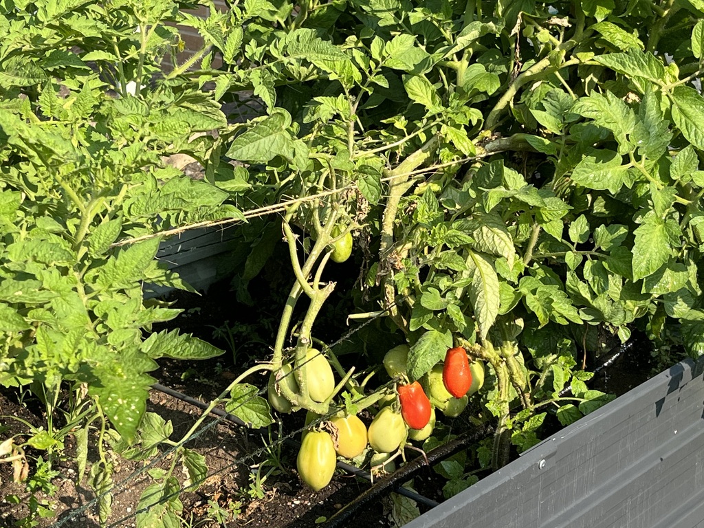 Plum tomatoes are ripening.
