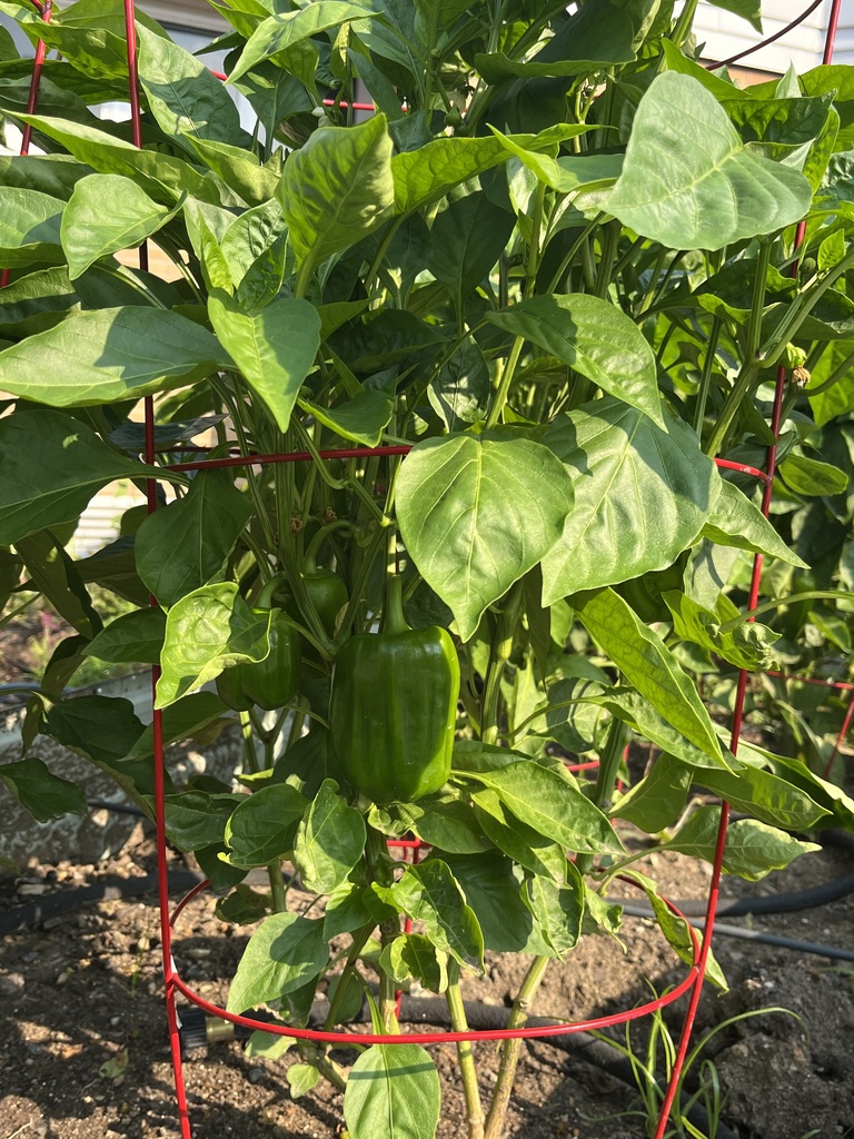 The peppers are standing tall.