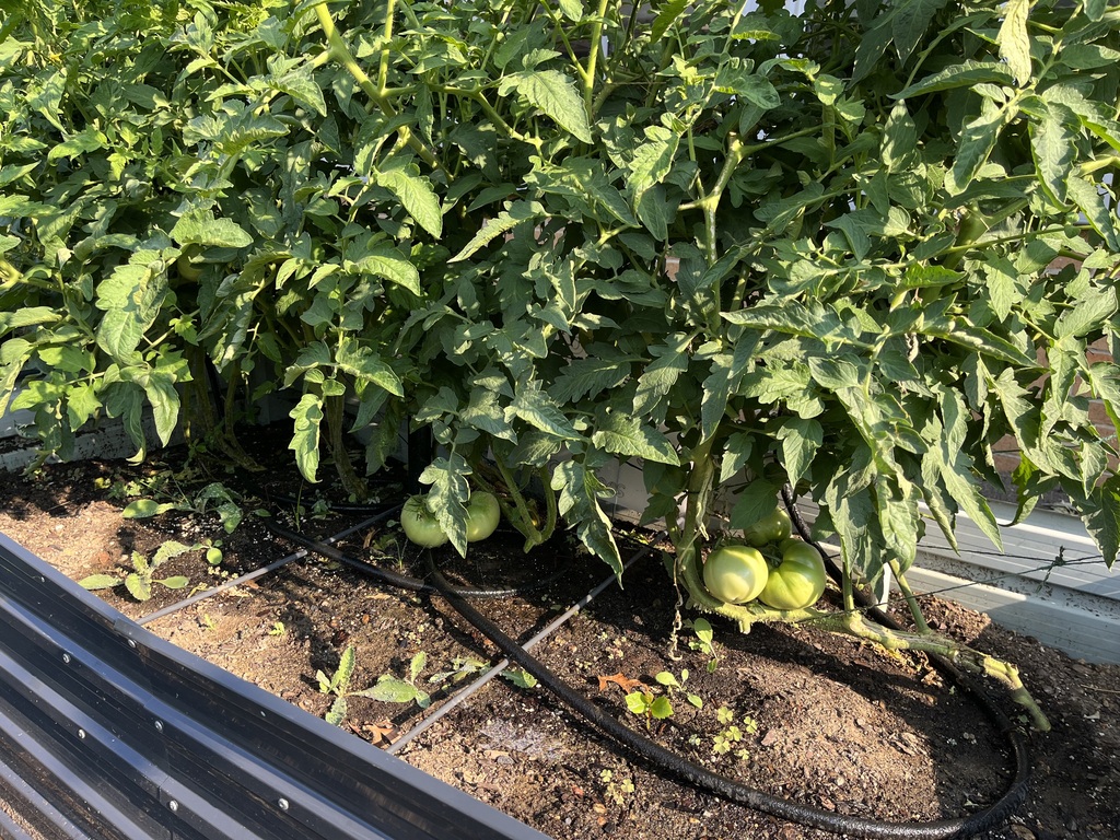 The tomatoes are coming in nicely.