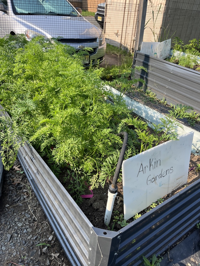 The bed of carrots are growing.