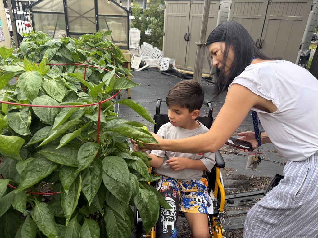 Principal and student harvesting peppers.
