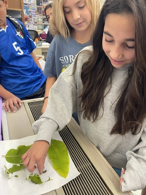 Science Comes to Life! 🐛➡️🦋 Our students are getting a firsthand look at science in action as they observe the incredible transformation from caterpillar to butterfly! Each day brings a new stage to watch, learn about, and experience right in the classroom.