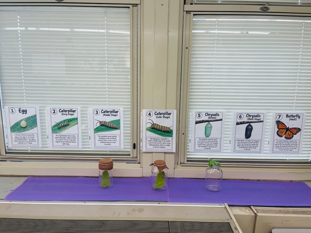 Science Comes to Life! 🐛➡️🦋 Our students are getting a firsthand look at science in action as they observe the incredible transformation from caterpillar to butterfly! Each day brings a new stage to watch, learn about, and experience right in the classroom.