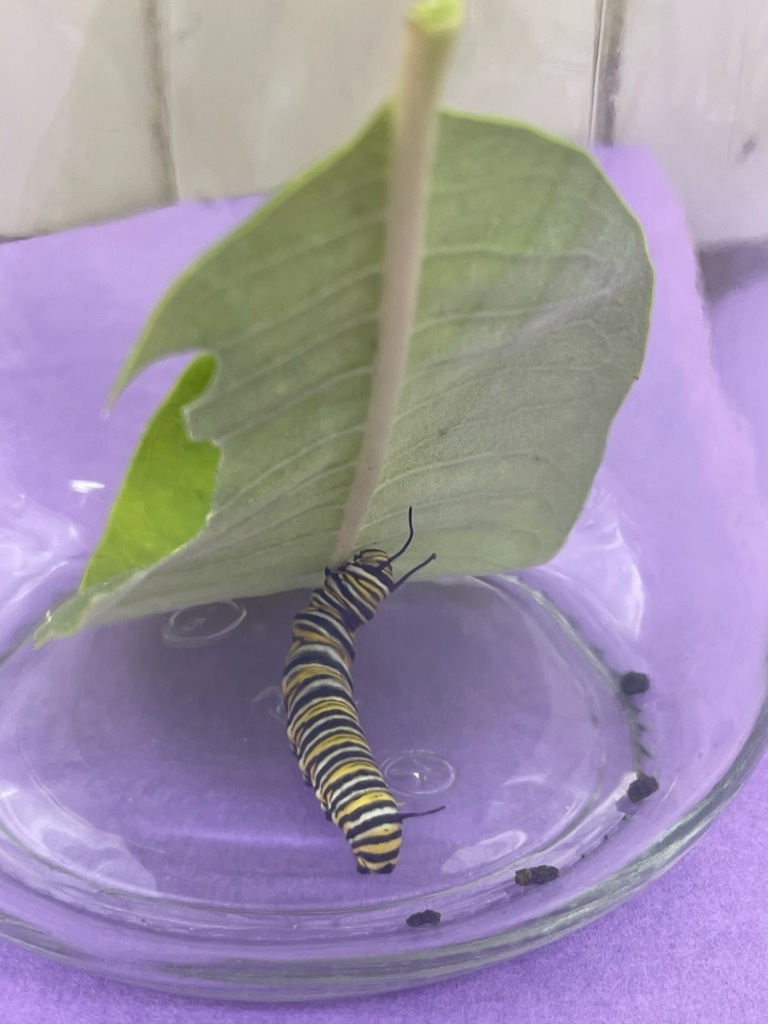 Science Comes to Life! 🐛➡️🦋 Our students are getting a firsthand look at science in action as they observe the incredible transformation from caterpillar to butterfly! Each day brings a new stage to watch, learn about, and experience right in the classroom.