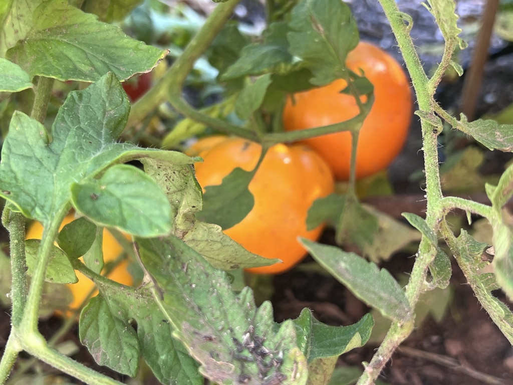 WHS Garden