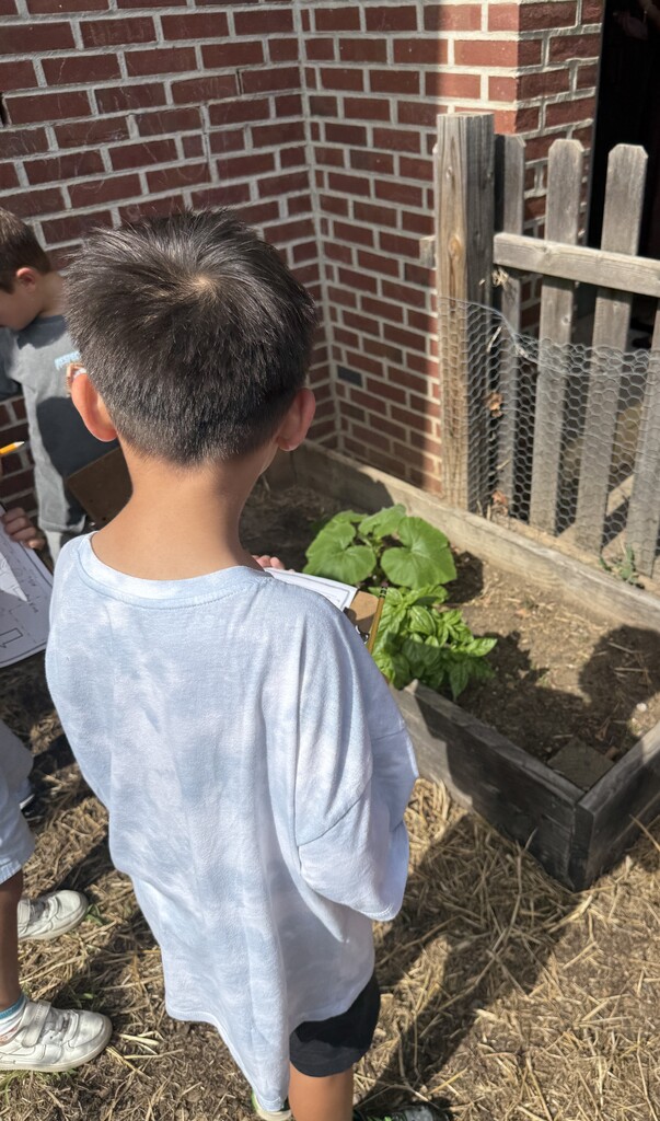 student observing pumpkin plants