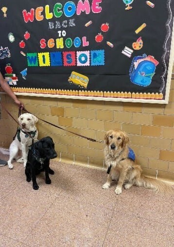 3 therapy dogs sitting in hallway
