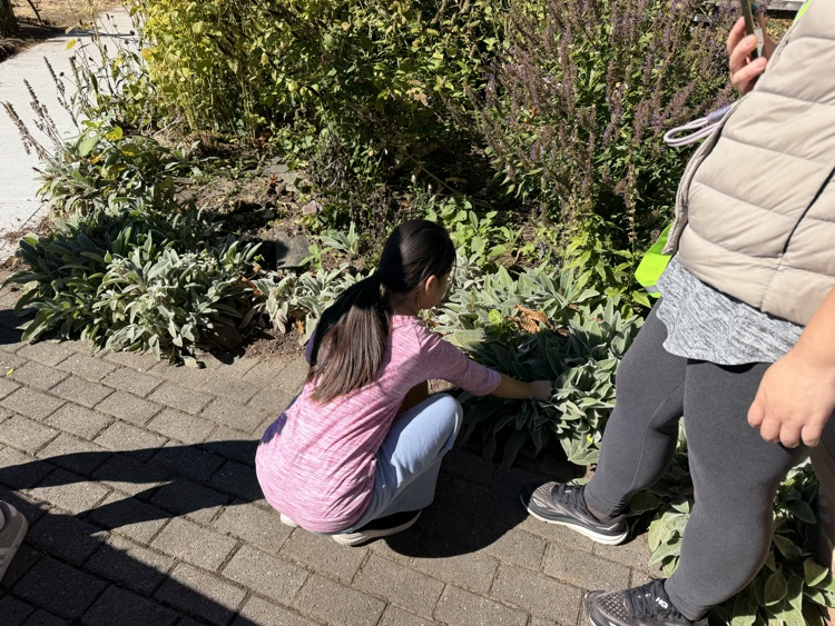 students in the habitat garden 