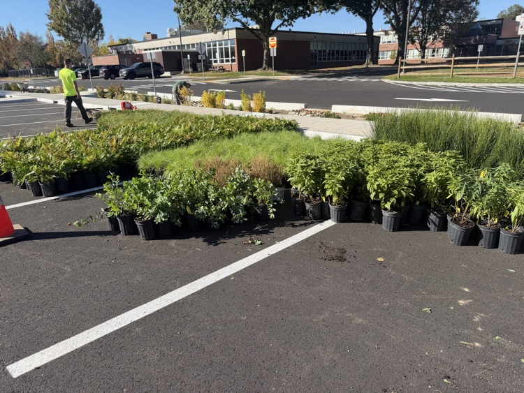 plants