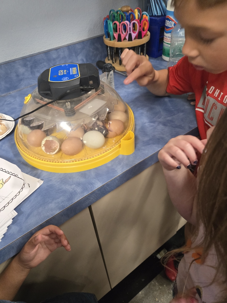 Checking out the chicks as they hatch!