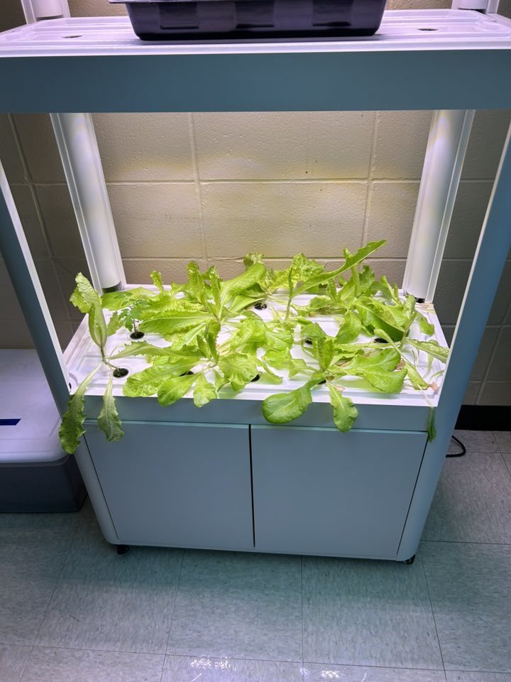 Tuesday in Mrs. Phillips’ advanced plant science class at WHS, students replanted tomatoes and added support for new growth. They also harvested several cucumbers and a few ears of corn. On the first day of school, this class started lettuce seeds to add to the new hydroponic tower and those seedlings should be added by next week at the latest! There are big things happening in the Westside agri building already!! 🌱🥒🥬🌽