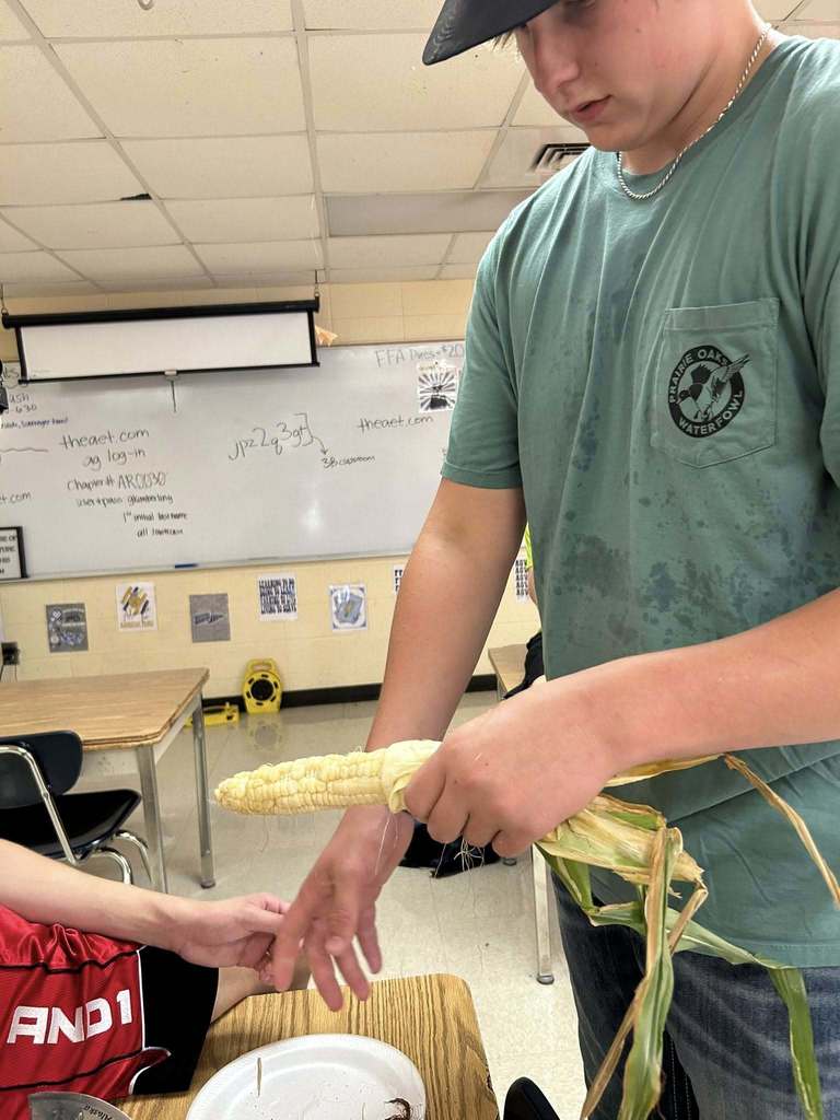 Tuesday in Mrs. Phillips’ advanced plant science class at WHS, students replanted tomatoes and added support for new growth. They also harvested several cucumbers and a few ears of corn. On the first day of school, this class started lettuce seeds to add to the new hydroponic tower and those seedlings should be added by next week at the latest! There are big things happening in the Westside agri building already!! 🌱🥒🥬🌽