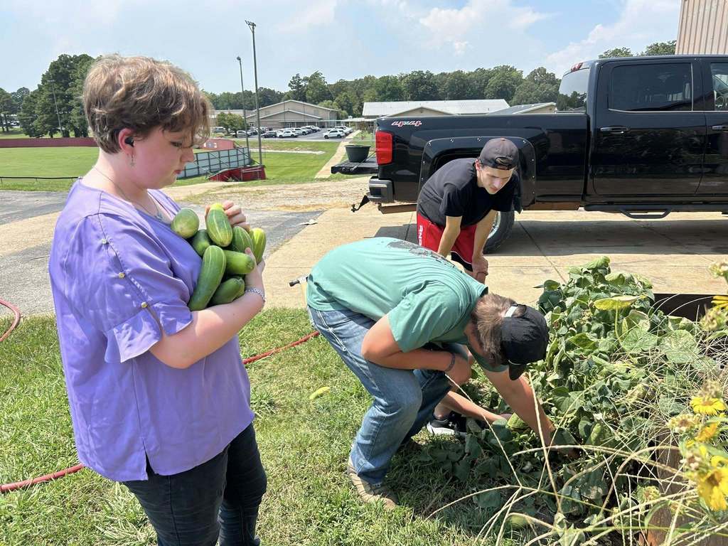 Tuesday in Mrs. Phillips’ advanced plant science class at WHS, students replanted tomatoes and added support for new growth. They also harvested several cucumbers and a few ears of corn. On the first day of school, this class started lettuce seeds to add to the new hydroponic tower and those seedlings should be added by next week at the latest! There are big things happening in the Westside agri building already!! 🌱🥒🥬🌽