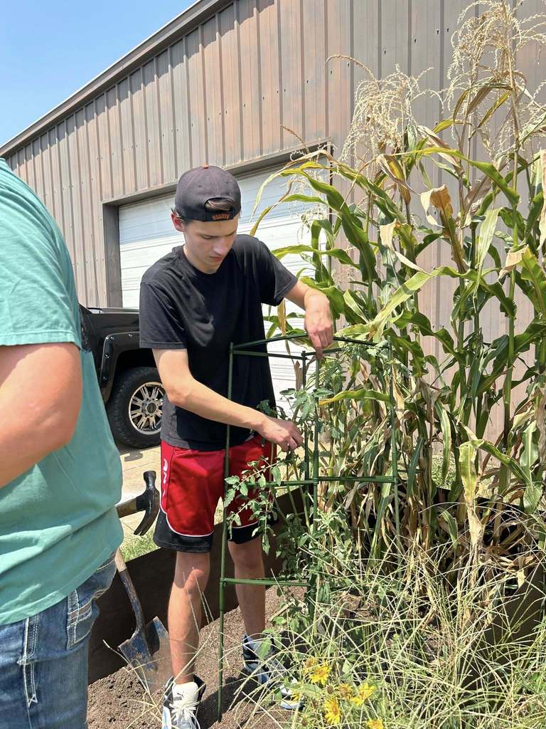 Tuesday in Mrs. Phillips’ advanced plant science class at WHS, students replanted tomatoes and added support for new growth. They also harvested several cucumbers and a few ears of corn. On the first day of school, this class started lettuce seeds to add to the new hydroponic tower and those seedlings should be added by next week at the latest! There are big things happening in the Westside agri building already!! 🌱🥒🥬🌽