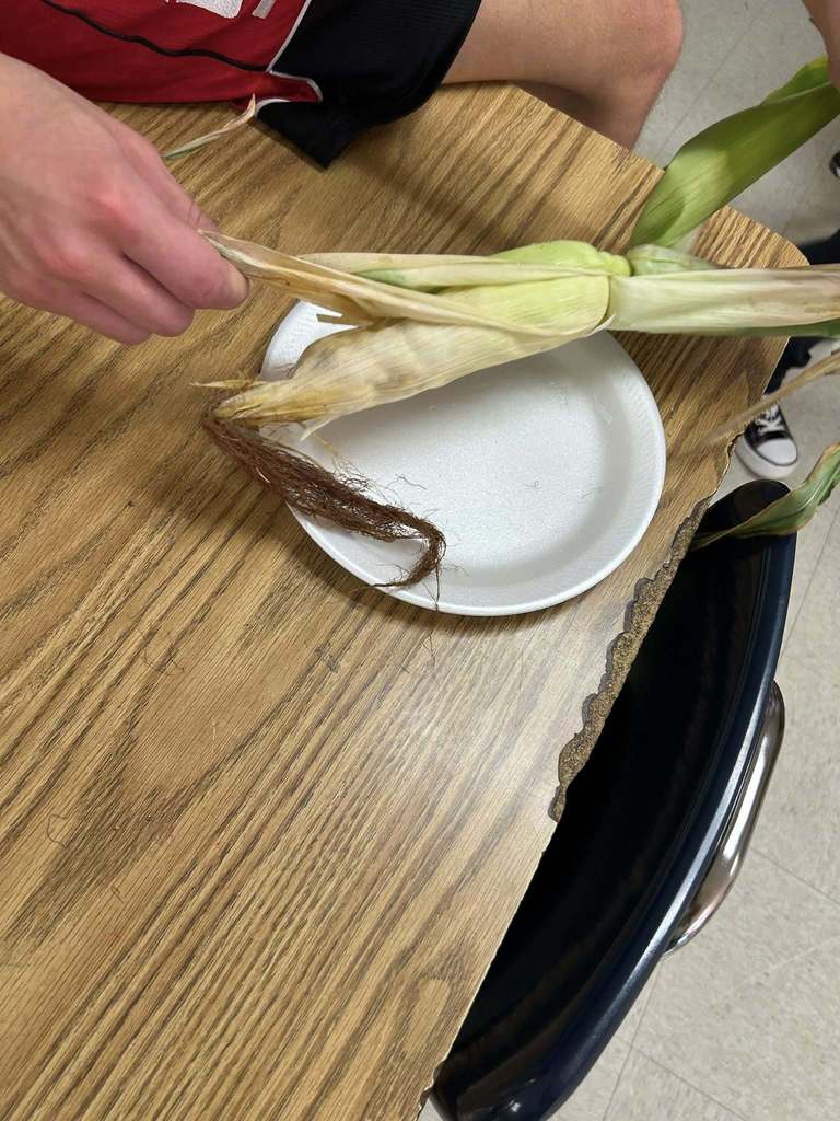 Tuesday in Mrs. Phillips’ advanced plant science class at WHS, students replanted tomatoes and added support for new growth. They also harvested several cucumbers and a few ears of corn. On the first day of school, this class started lettuce seeds to add to the new hydroponic tower and those seedlings should be added by next week at the latest! There are big things happening in the Westside agri building already!! 🌱🥒🥬🌽
