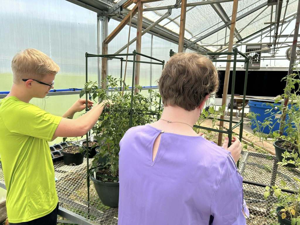 Tuesday in Mrs. Phillips’ advanced plant science class at WHS, students replanted tomatoes and added support for new growth. They also harvested several cucumbers and a few ears of corn. On the first day of school, this class started lettuce seeds to add to the new hydroponic tower and those seedlings should be added by next week at the latest! There are big things happening in the Westside agri building already!! 🌱🥒🥬🌽