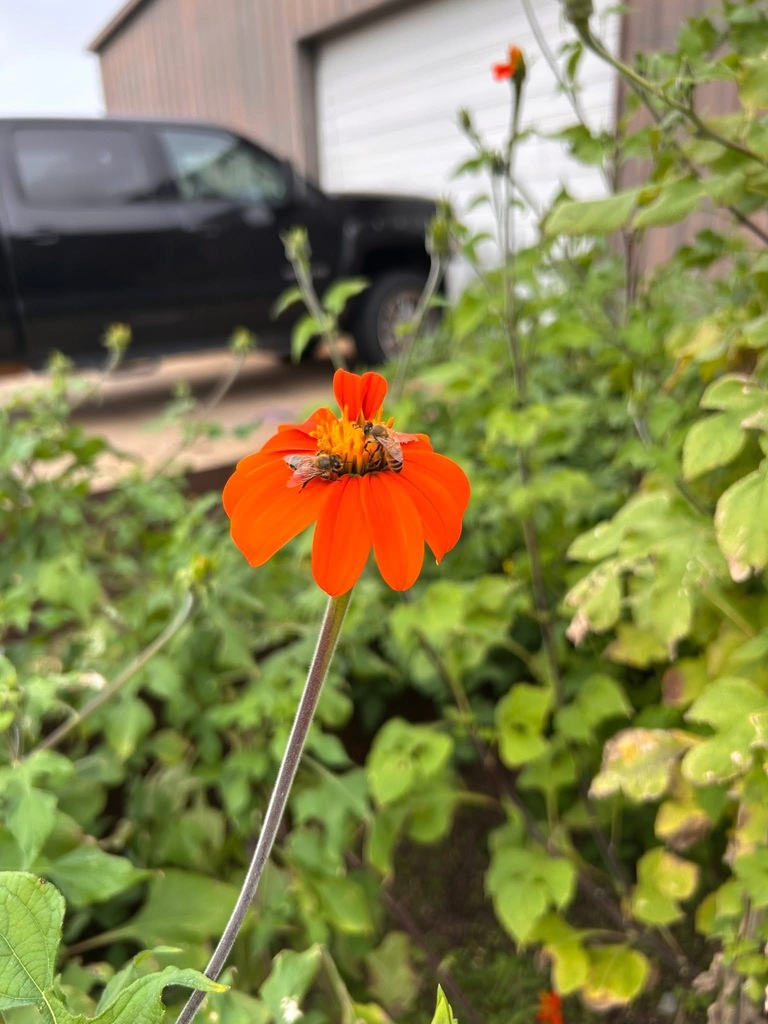 WHS Ag Spotlight – SAE: Supervised Agricultural Experience   Every WHS Ag student takes part in an SAE project, applying classroom learning to real-world experiences — whether it’s caring for animals, working a job, or creating their own business.  This year, Hannah Guerin launched her own cut-flower business as her SAE project! Over the summer, she researched, purchased supplies, and planted gardens both at home and at school. She’s been harvesting Tithonia and Zinnia flowers, sharing them with teachers and classmates, and gaining hands-on experience in ag entrepreneurship.  We’re proud of Hannah’s hard work and creativity — great things are blooming at WHS!  😉❤️🤍