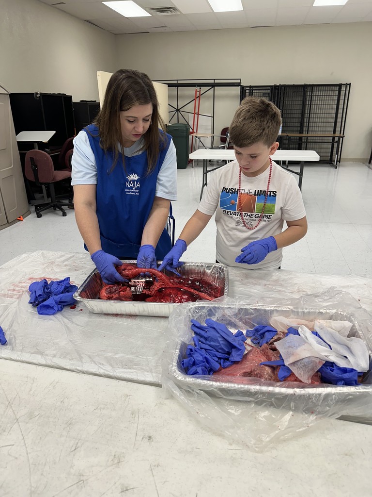 On Friday, our middle school students had an exciting opportunity to dive into real-life science with the ladies of Junior Auxiliary, who visited to lead a pig heart and lung dissection!  This hands-on experience helped students explore the body systems they’ve been studying in class. Seeing how the heart and lungs work together to keep the body functioning was an unforgettable way to connect classroom learning with real-world experiences.   A huge thank you to the Junior Auxiliary for bringing science to life for our students! 
