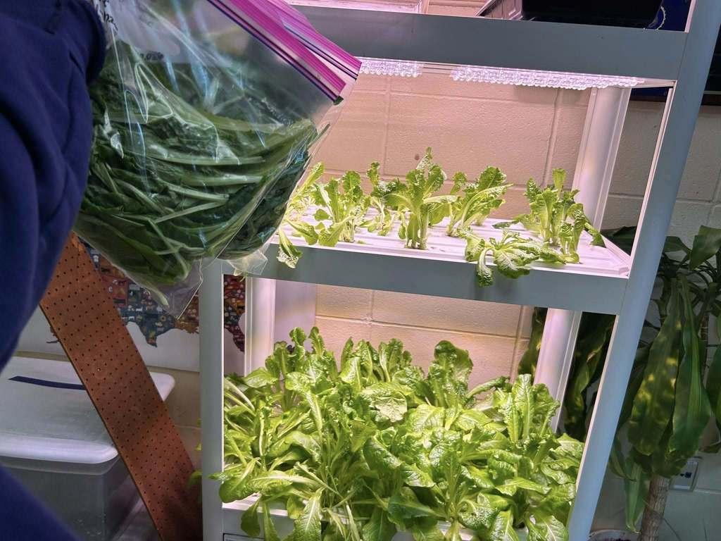 🥬🌱 Fresh from our campus to the cafeteria! 🌱🥬  Yesterday, we harvested our first batch of lettuce from the hydroponic tower! We also delivered the fresh lettuce—along with tomatoes from our greenhouse—to the cafeteria.  Be on the lookout for these fresh, locally grown veggies in the lunch line soon!