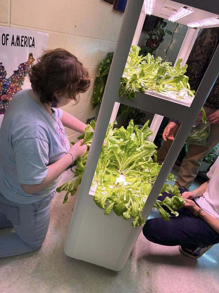 🥬🌱 Fresh from our campus to the cafeteria! 🌱🥬  Yesterday, we harvested our first batch of lettuce from the hydroponic tower! We also delivered the fresh lettuce—along with tomatoes from our greenhouse—to the cafeteria.  Be on the lookout for these fresh, locally grown veggies in the lunch line soon!