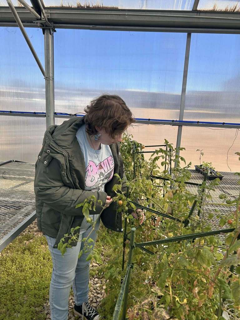 🥬🌱 Fresh from our campus to the cafeteria! 🌱🥬  Yesterday, we harvested our first batch of lettuce from the hydroponic tower! We also delivered the fresh lettuce—along with tomatoes from our greenhouse—to the cafeteria.  Be on the lookout for these fresh, locally grown veggies in the lunch line soon!