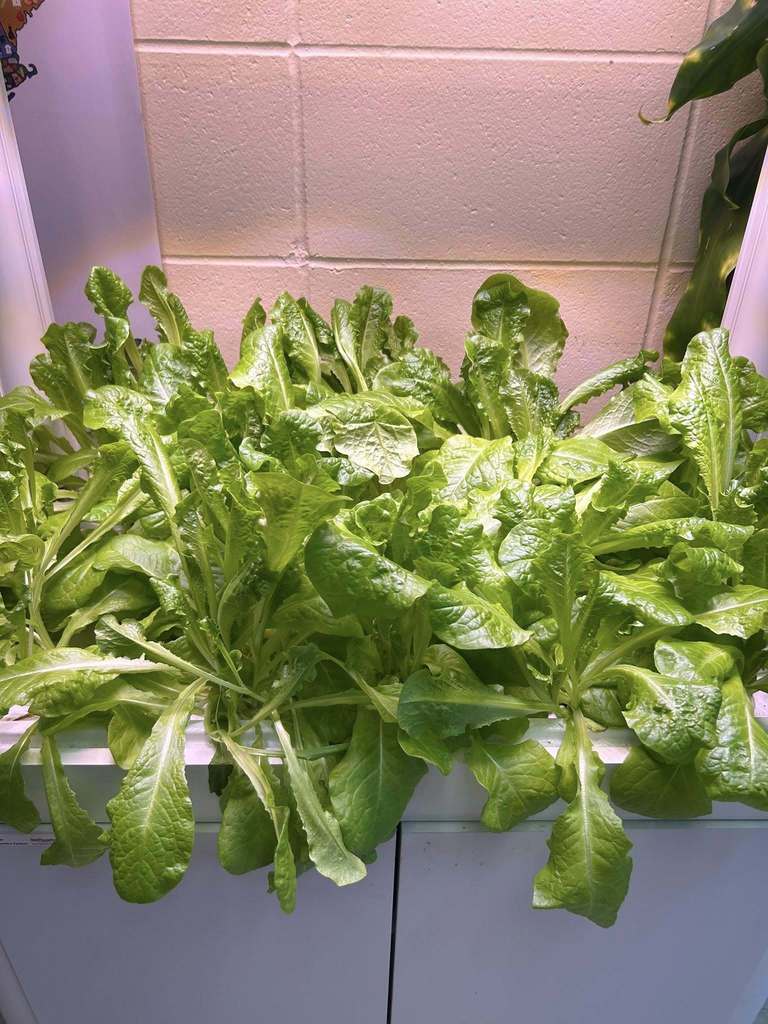 🥬🌱 Fresh from our campus to the cafeteria! 🌱🥬  Yesterday, we harvested our first batch of lettuce from the hydroponic tower! We also delivered the fresh lettuce—along with tomatoes from our greenhouse—to the cafeteria.  Be on the lookout for these fresh, locally grown veggies in the lunch line soon!