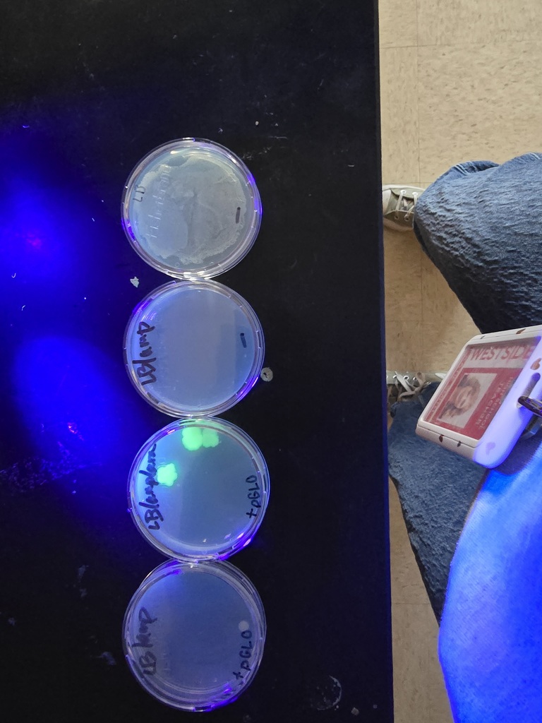 WHS AP Biology students in Ms. Smith’s class recently participated in a biotechnology lab hosted by Dr. Whitney Holden from ASMSA. Students used the pGLO plasmid to genetically modify bacteria, causing it to fluoresce under black light.